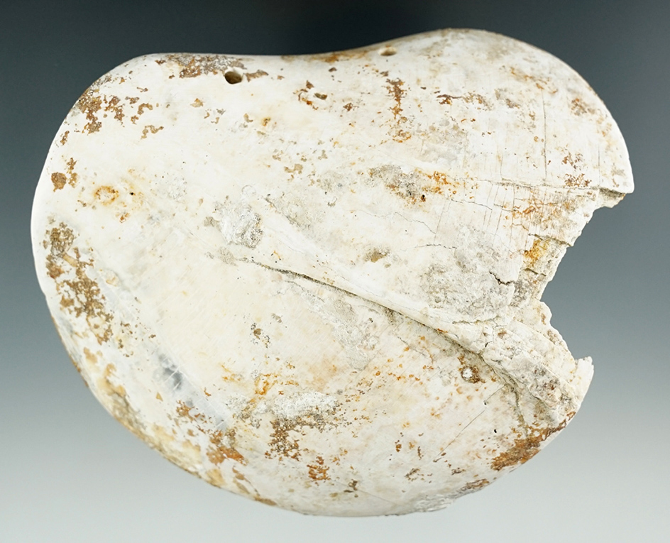 4 1/4" Drilled shell gorget found on the Goldcamp site in Lawrence Co., Ohio over 50 years ago.