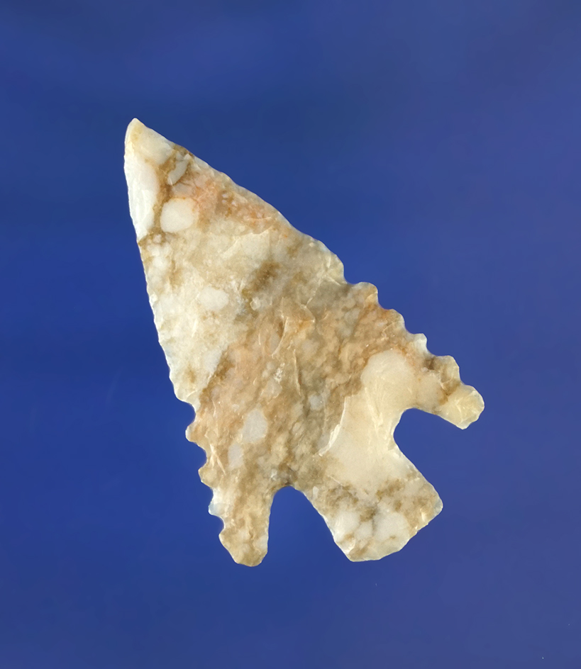 1 1/2" Shumla with nicely serrated edges found in Texas.