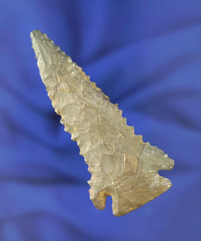 2 15/16" nicely serrated Pinetree with restoration to 7/8" of tip.