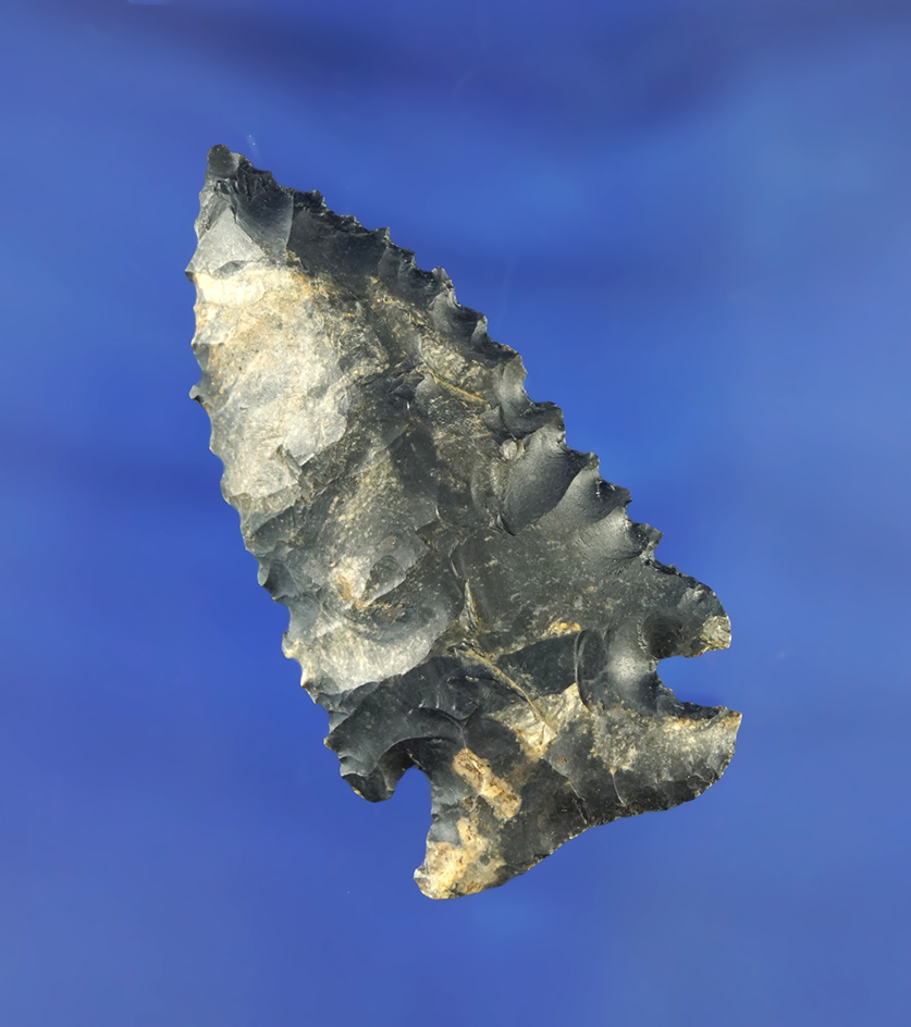 Excellent edge serrations on this 2 1/4" serrated Archaic Cornernotch  found in Ohio. Bennett COA.