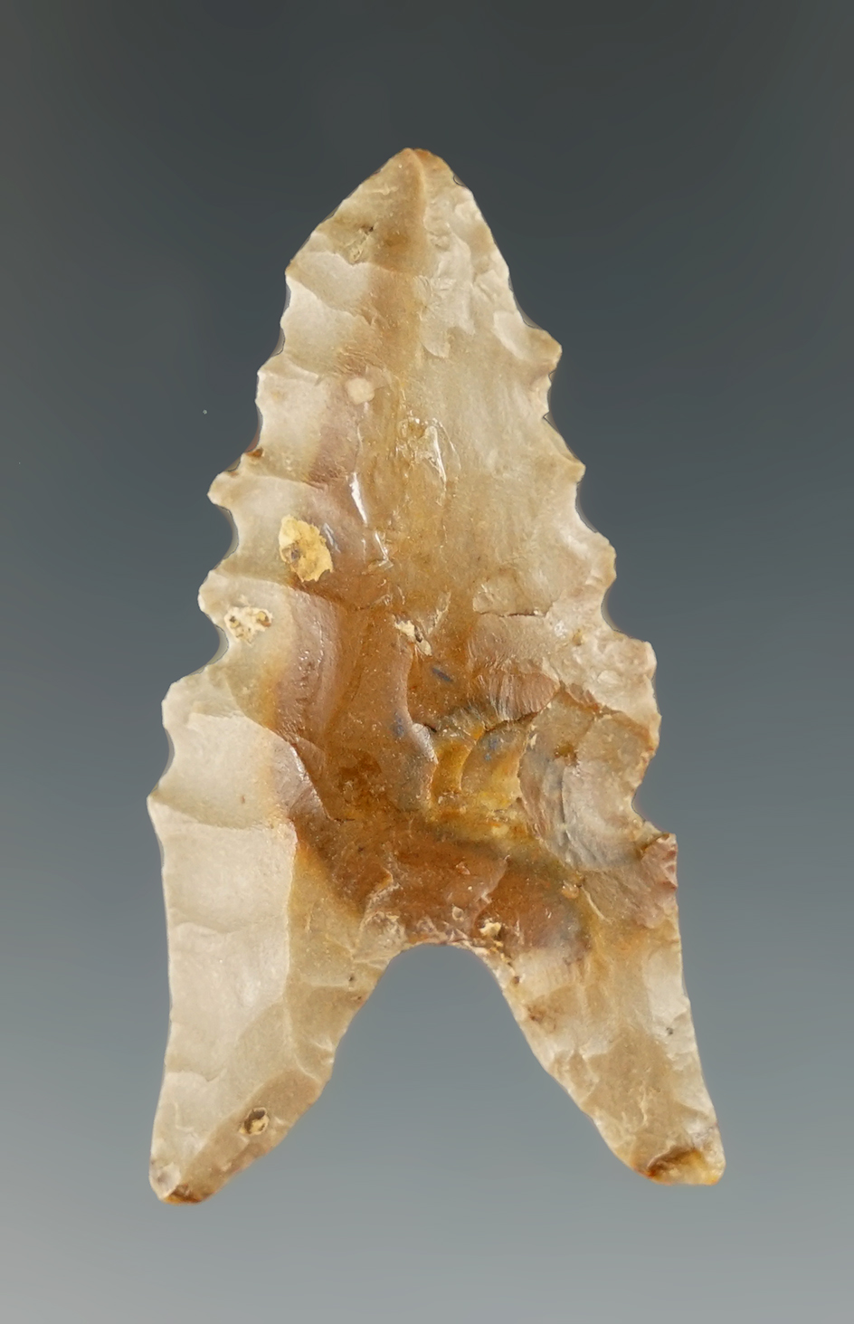 1 11/16" heavily serrated Dalton found at the lower level of Graham Cave, Jefferson Co., Missouri.