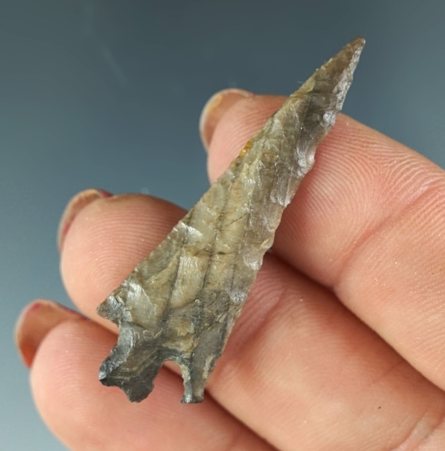 1 11/16" Columbia Plateau split stem - attractive petrified wood found near Vintage Washington.