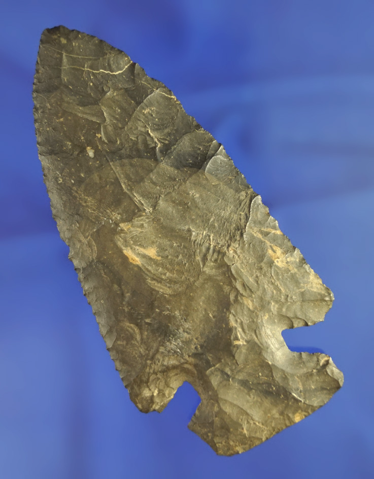 4 1/2" Large and thin Nellie Chert Archaic Bevel found in Wapakoneta Ohio.