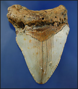 3 7/8" Fossil Megalodon Sharks Tooth.