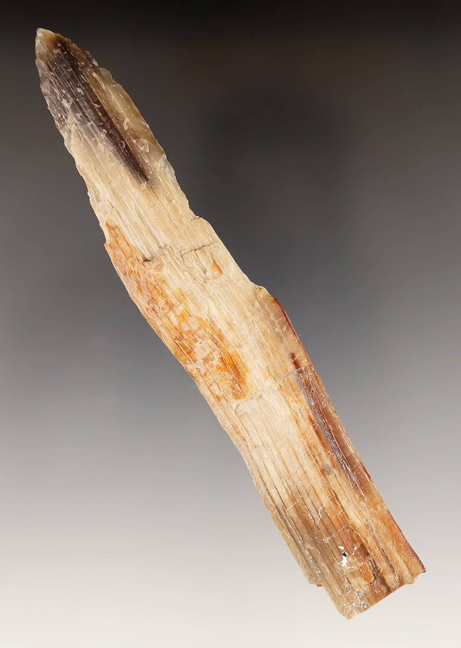 5 3/16" Okanogan Knife made from Petrified Wood. Found in Umatilla, Oregon.