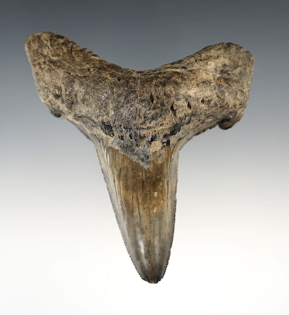 Very nice 3" Fossilized Auriculatus Sharks Tooth found in Mason Co., Kentucky.