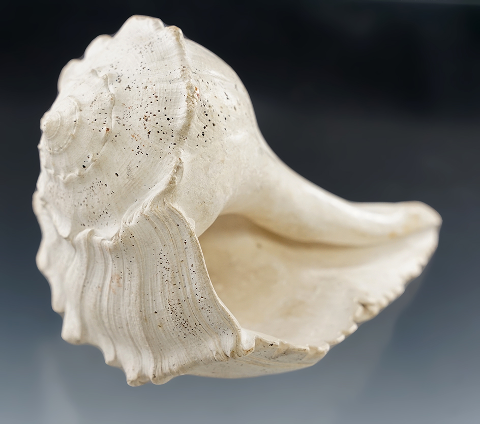 6 3/16" Tallied Conch Shell Dipper found in Tennessee.