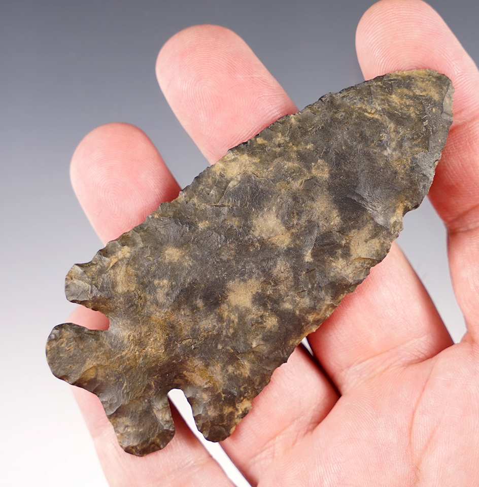 3 5/8" Archaic Thebes Point made from mottled Coshocton Flint, Tuscarawas Co., Ohio. COA.