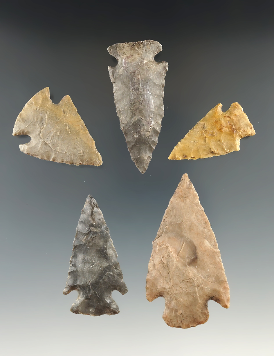 Group of five Williams points found in Texas, one has been glued to a board. Largest is 2 3/8".