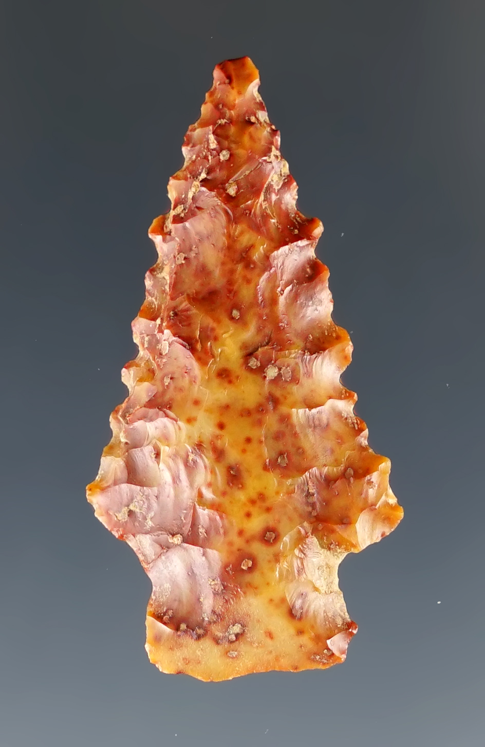 1 1/2" nicely serrated Marybelle found near the Columbia River.