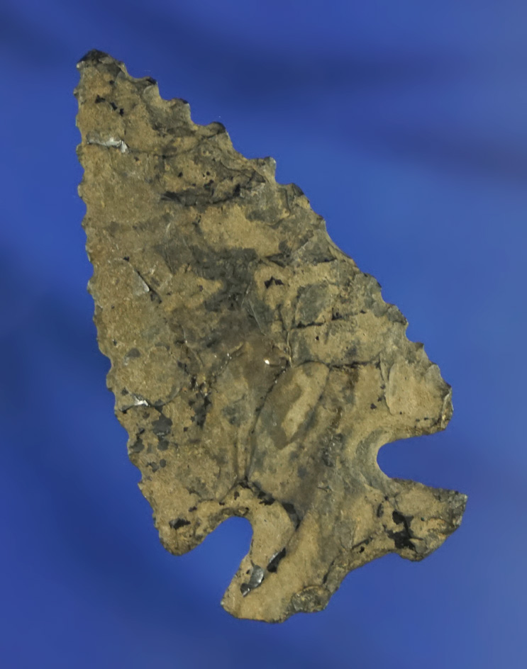 Thin, nicely flaked  1 3/4" Elko found in the 1940s in Lake Co.,  Oregon. Stermer COA.