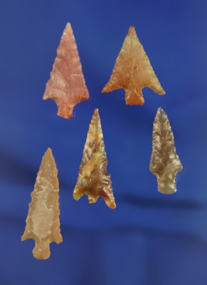 Beautiful set of five Columbia River arrowheads, largest is 1 1/4".