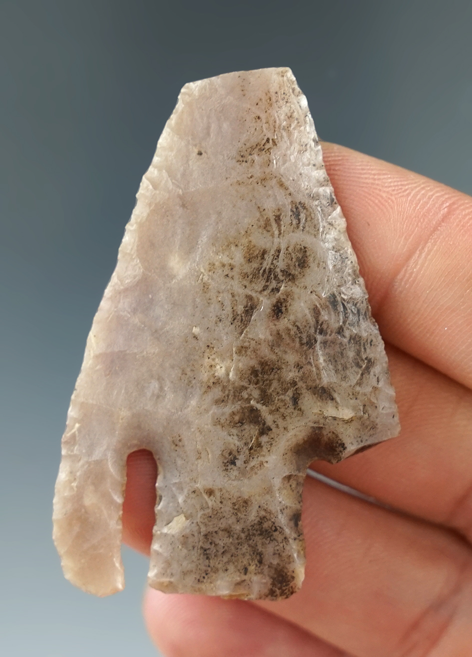 2 1/16" Well flaked Calf Creek found in Texas with one very nice long Barb. Easily restored.