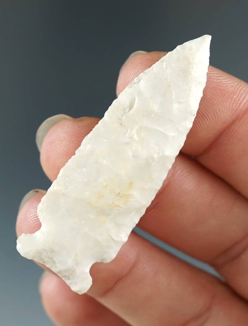 2" Burlington Chert Robinson found in Central Missouri. Ex. Dee Graham Collection. Motley COA.