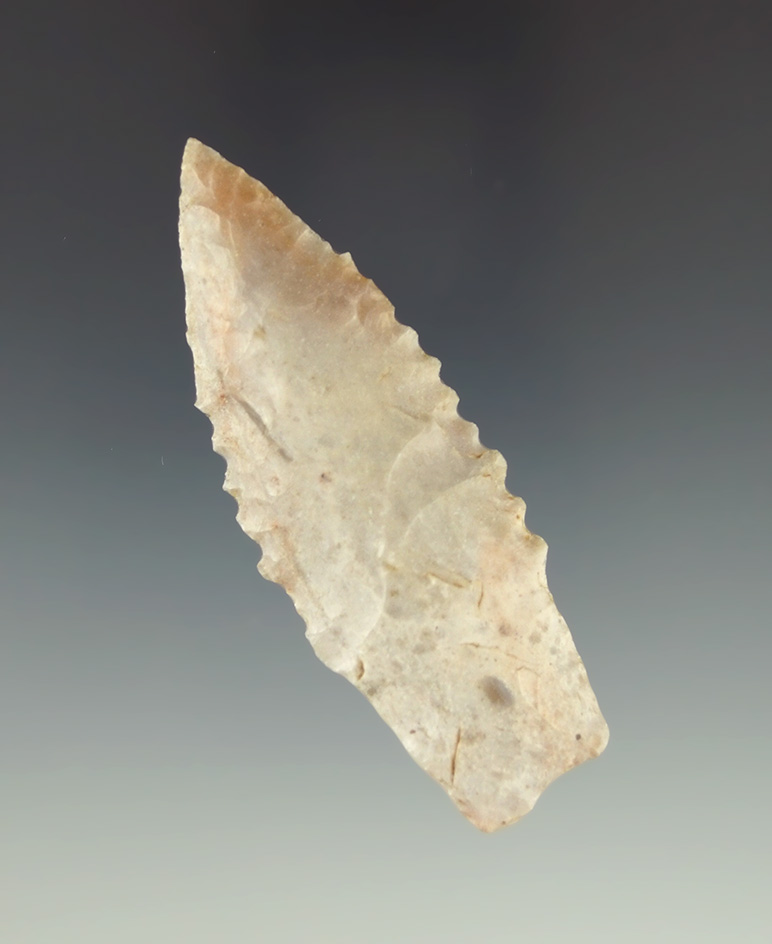 2 3/4" Searcy point with nice edge serrations found in Benton Co.,  Missouri. Meadows COA.