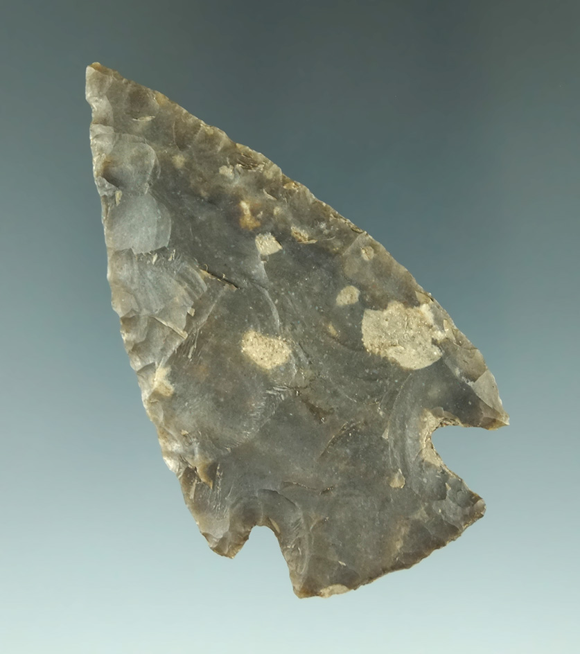 Museum Deaccession! 2 5/8" well shaped and nicely flaked Williams point found in Texas.