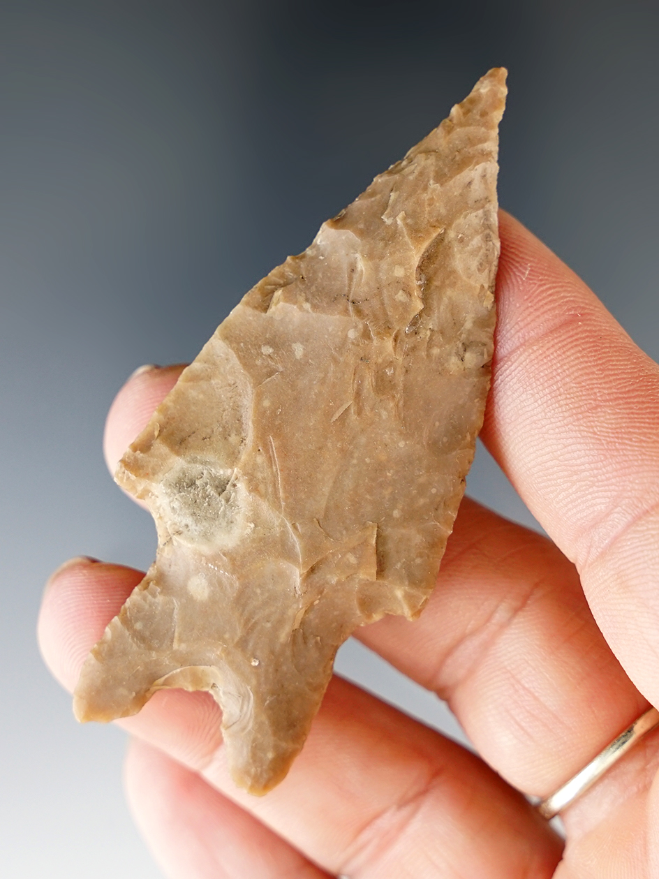 2 3/4" Pedernales made from Edwards Plateau Chert, found in Texas. Comes with a Bennett COA.
