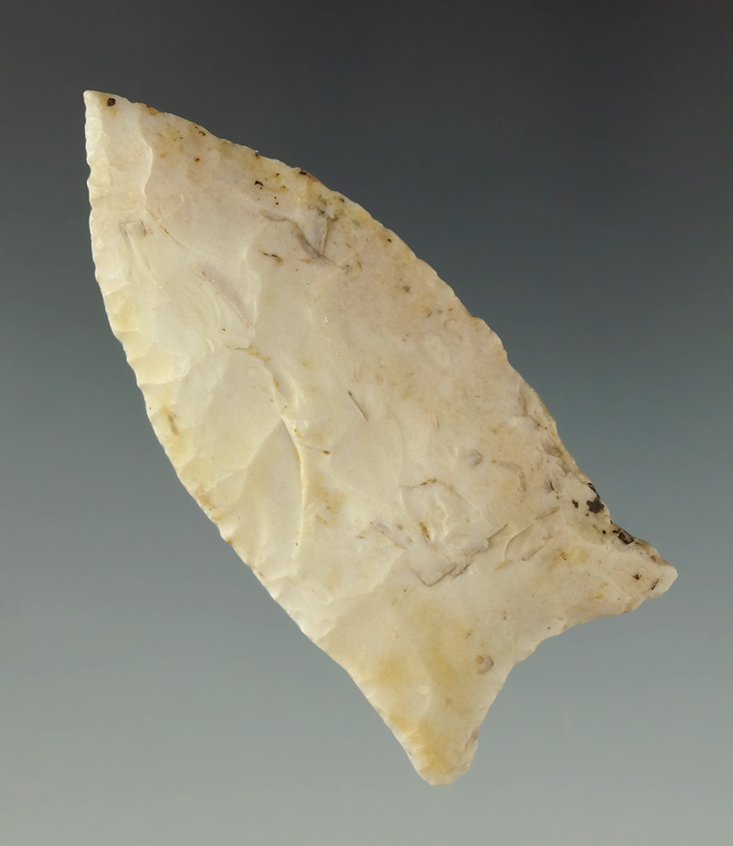 Thin and very well styled 2 7/16" Paleo Quad  found in Ross Co., Ohio with nice mineral deposits.