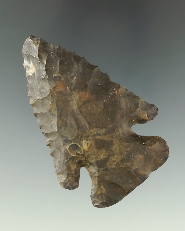 Beautifully patinated and nicely beveled 2 1/2" Coshocton Flint Archaic Thebes Bevel  Medina Co., OH