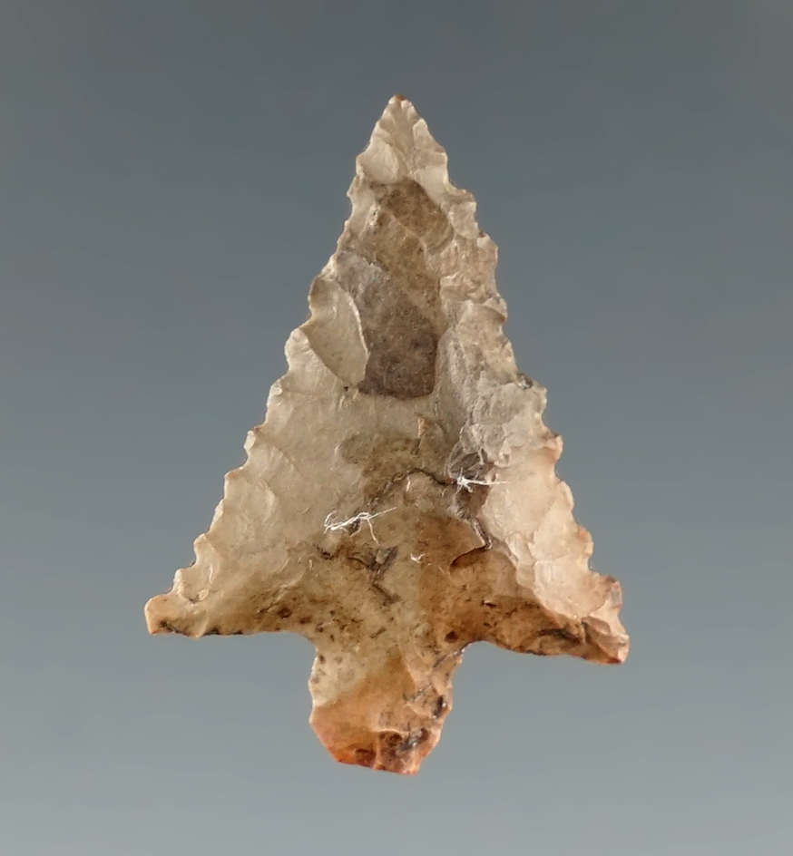 1" nicely serrated Walulla found near the Hood River, Oregon in very good condition.