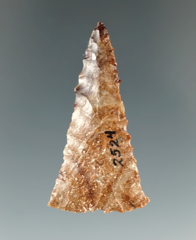 Thin and exceptional! 1 11/16" Early Eared found near Vantage  Washington.