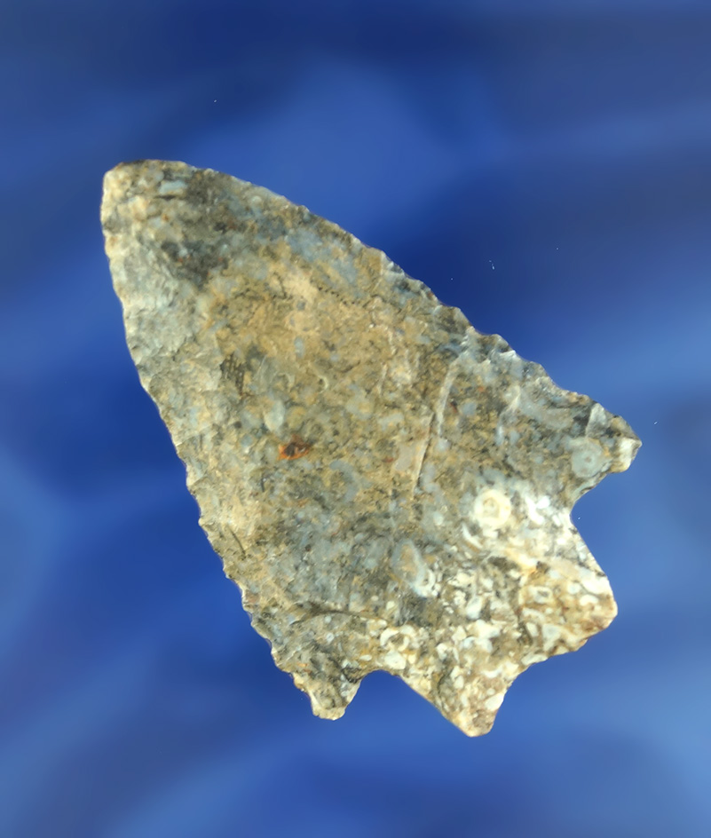 2 5/8" Transitional Paleo Stemmed Knife found in Ohio made from exotic colored Coshocton Flint.