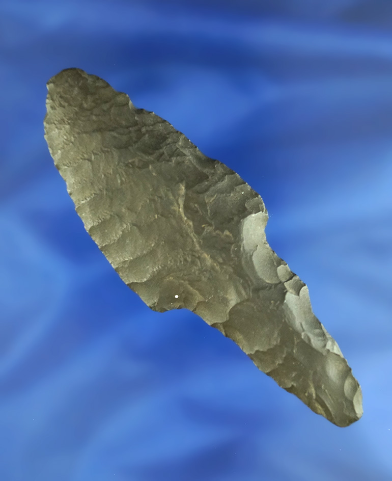 Rare! 3 7/8" Paleo Cougar Mountain found in Oregon.