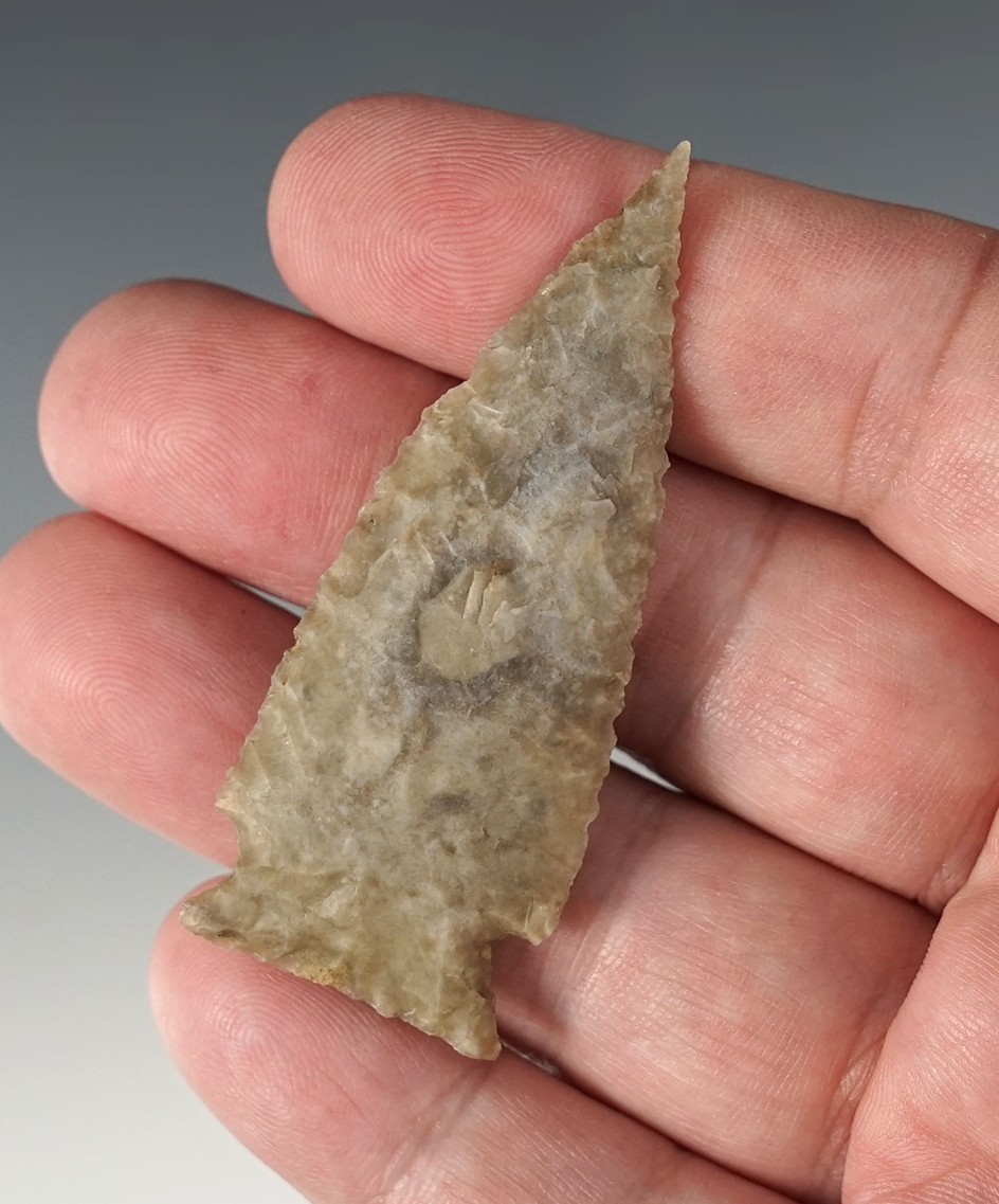 Thin and serrated 2 1/2" Ensor - Edwards Plateau Chert, Central Texas. Bill Arnold COA.