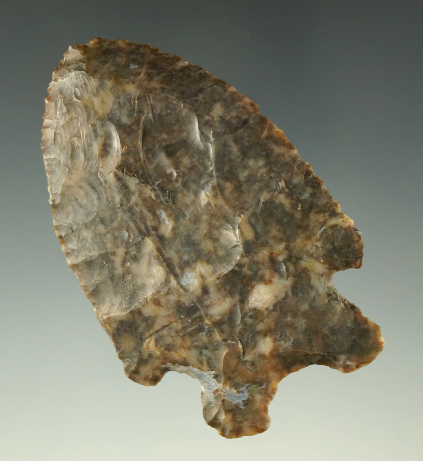 2 1/2" multicolored Coshocton Flint Bifurcate found in Paulding County Ohio.