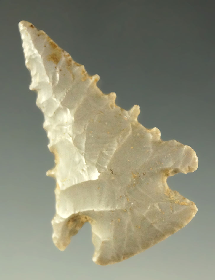 Pictured! 1 3/4" nicely serrated Pinetree - Indiana. Comes with a Museum COA.  Ex. Museum!