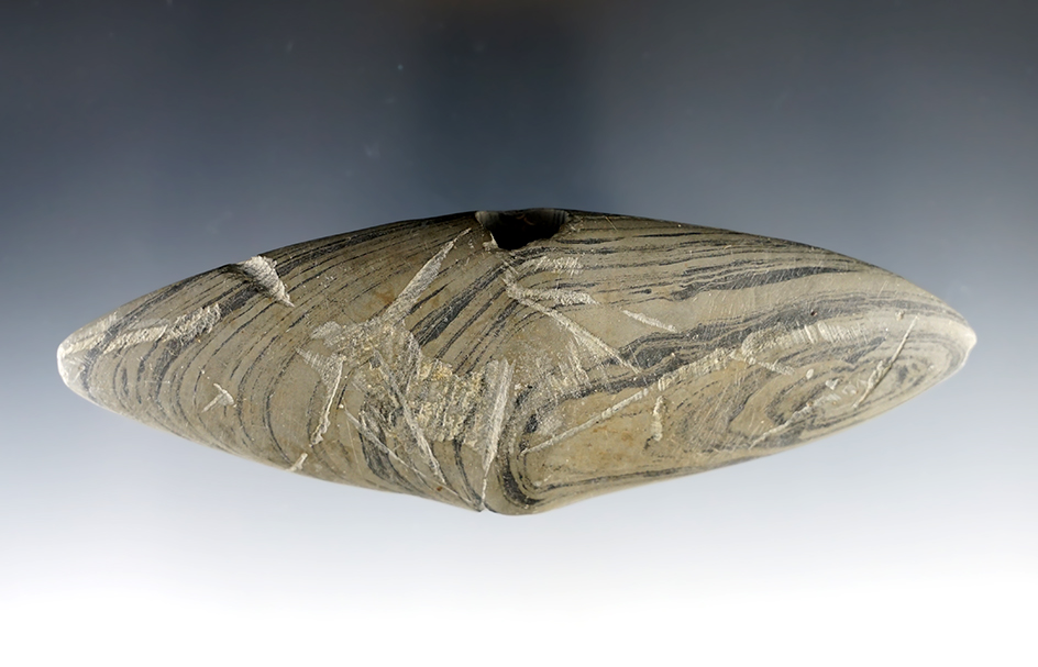 5 1/2" Wing Bannerstone with nice mineral deposits on perforation, Greene Co., Ohio. Pictured!