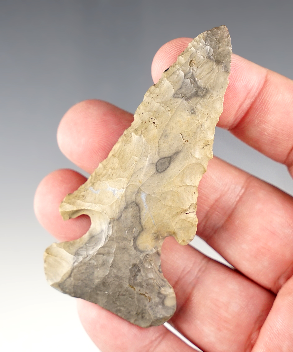 3 1/4" Archaic Dog-leg Bevel made from two-tone Coshocton. Found in Richland Co., Ohio. COA.