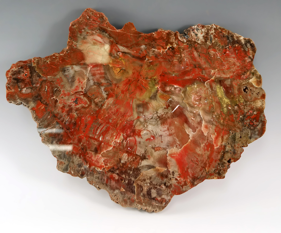 10 1/4" by 8 5/8" beautifully polished agate slab that makes a great display item.