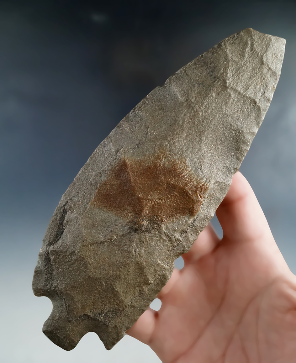 Large! 6 9/16" Oauchita with easily restorable tip damage found in Grayson Co., Texas.