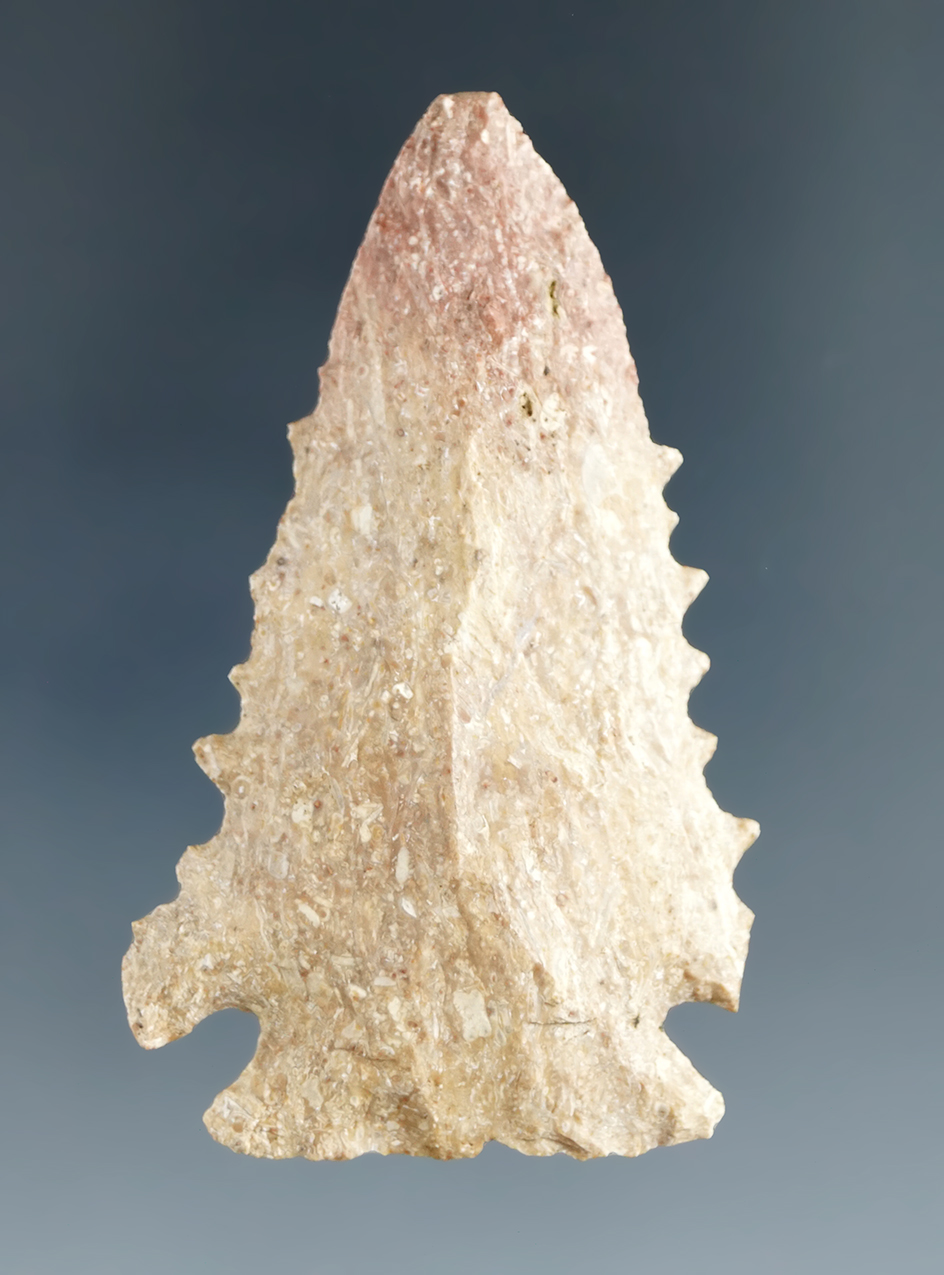 2 3/16" nicely serrated Harrodsburg chert Pinetree found near Lake Monroe, Monroe Co., IN.