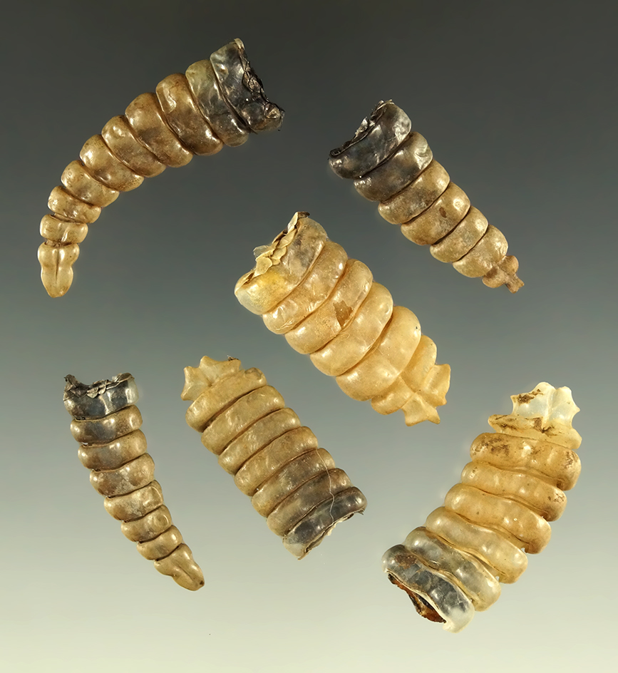 Set of six rattlesnake rattles from Washington, largest is 1 3/4".