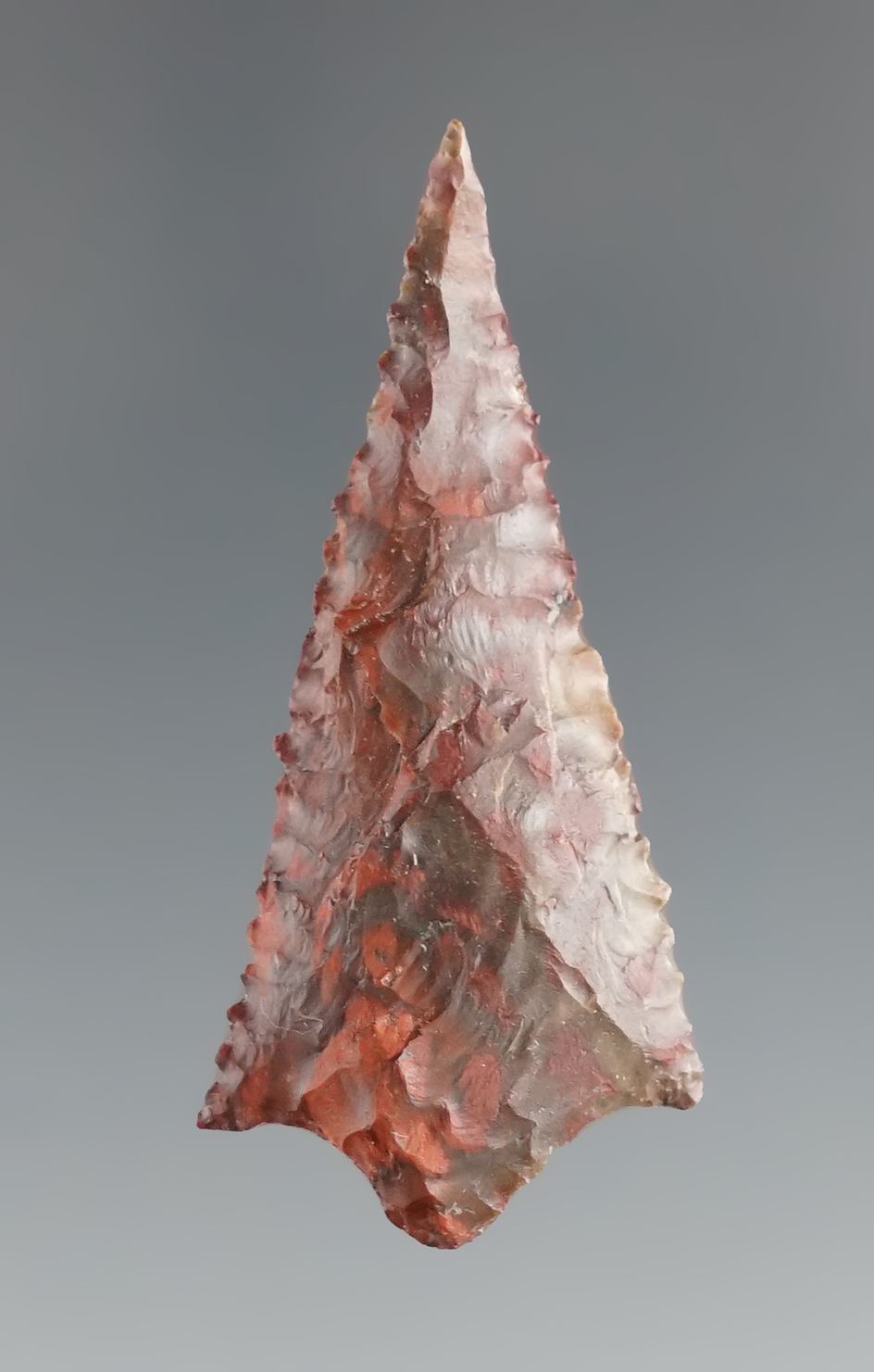 1 5/8" Rabbit Island with excellent edge serrations found near the Hood River, Oregon.