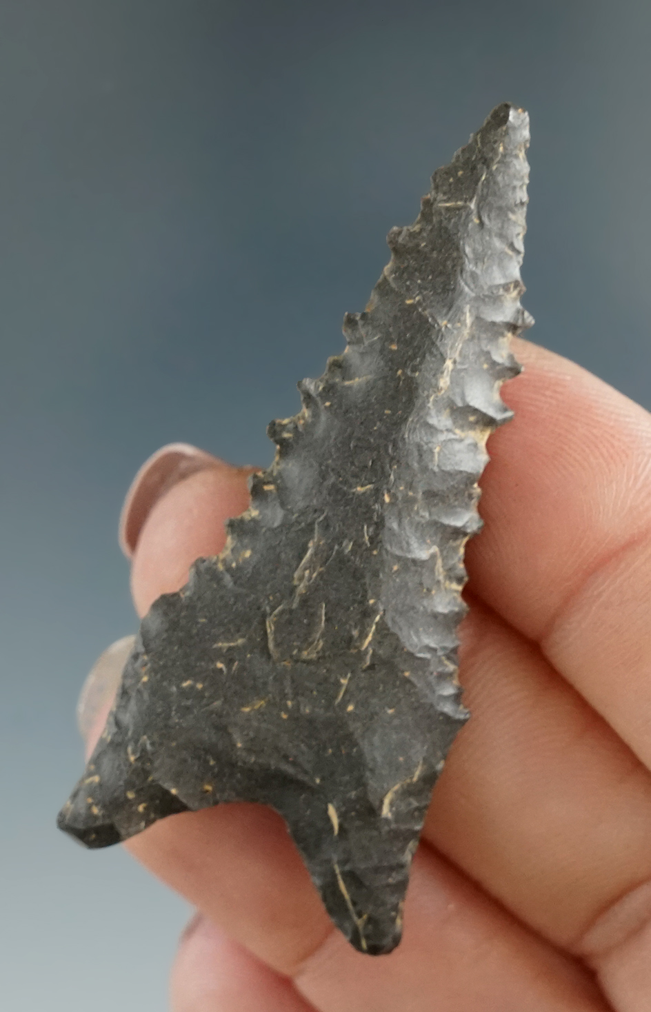 Nicely serrated 2 3/16" Dalton found in Missouri.