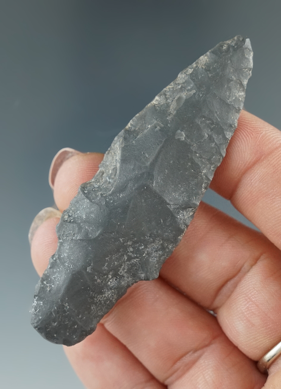 Rare! 2 3/4" Paleo Lind Cooley found near Vantage, Washington. Ex. Fred Van Ronk collection.