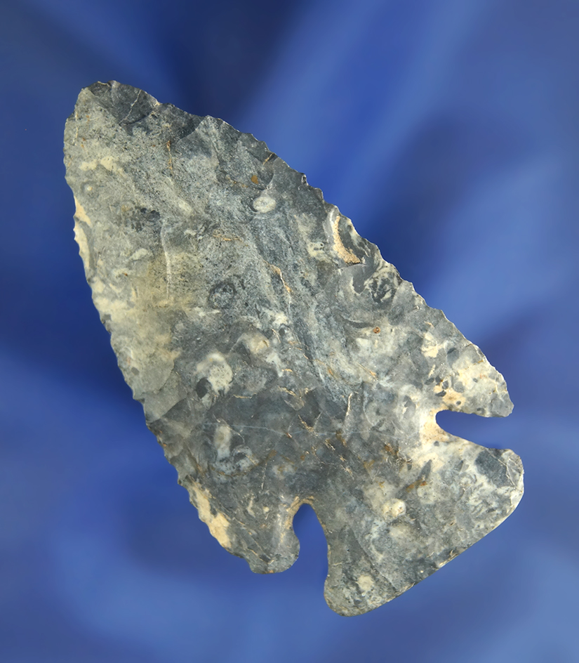 2 13/16" beautifully mottled Coshocton Flint Archaic Bevel found in Crawford Co.,  Ohio