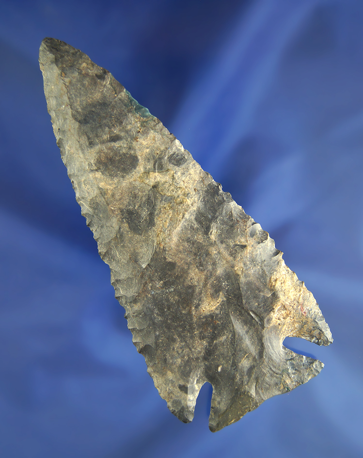 Large 4 11/16" Notched Base Dovetail with minor restoration to one ear and a basal corner  COA