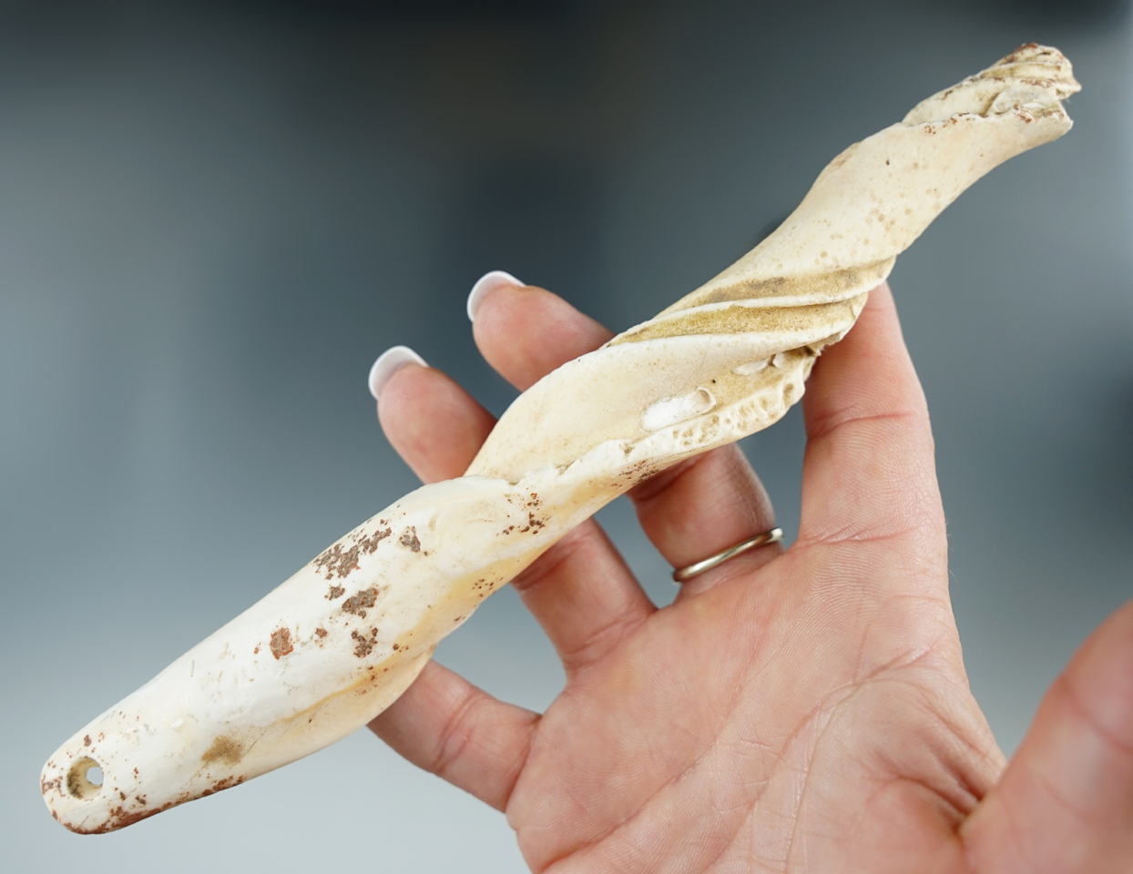 Large and Rare! 7 5/8" Marine shell drilled Pendant found in Clermont Co., Ohio.