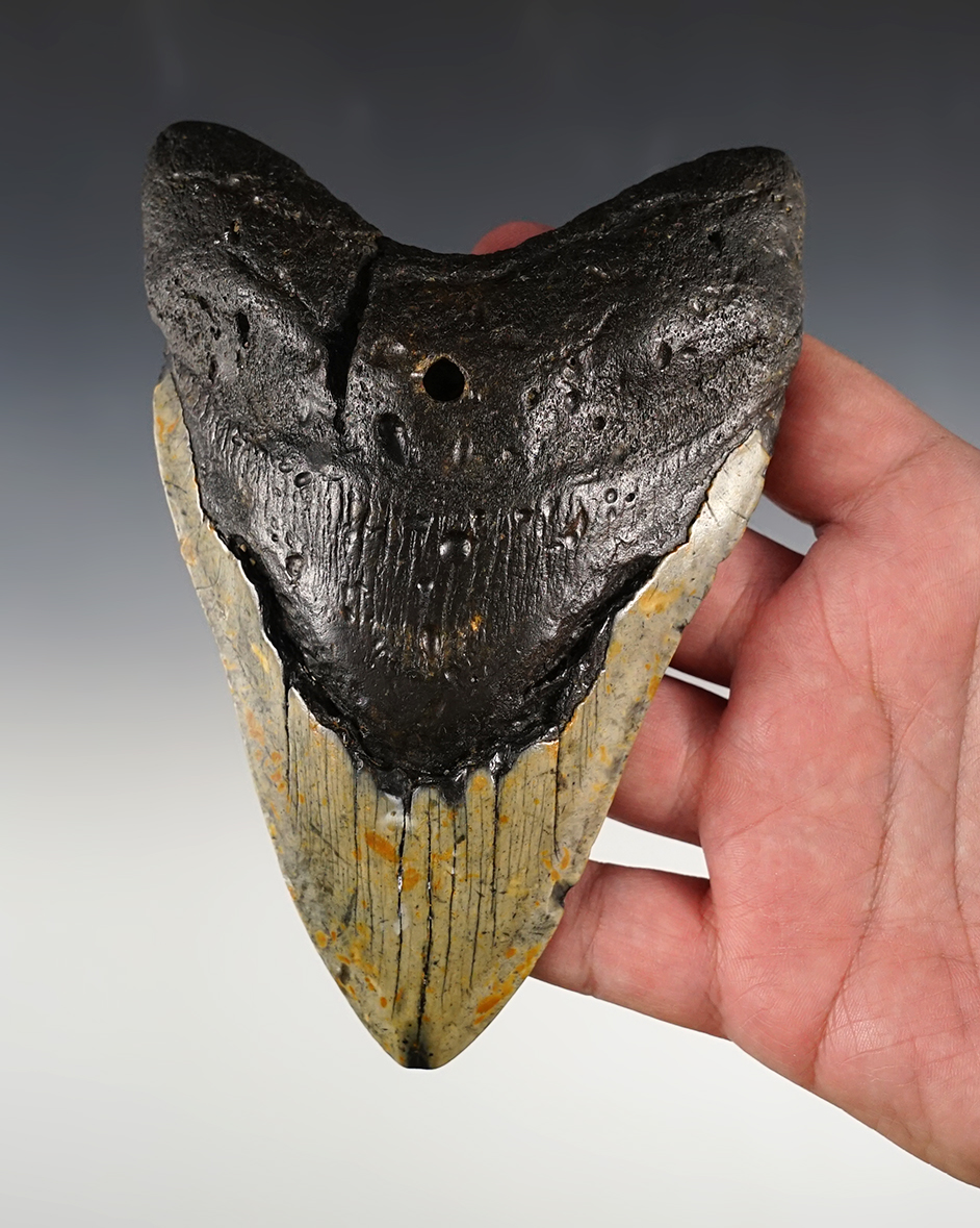Large! 5 3/4" Fossilized Megalodon Sharks Tooth.