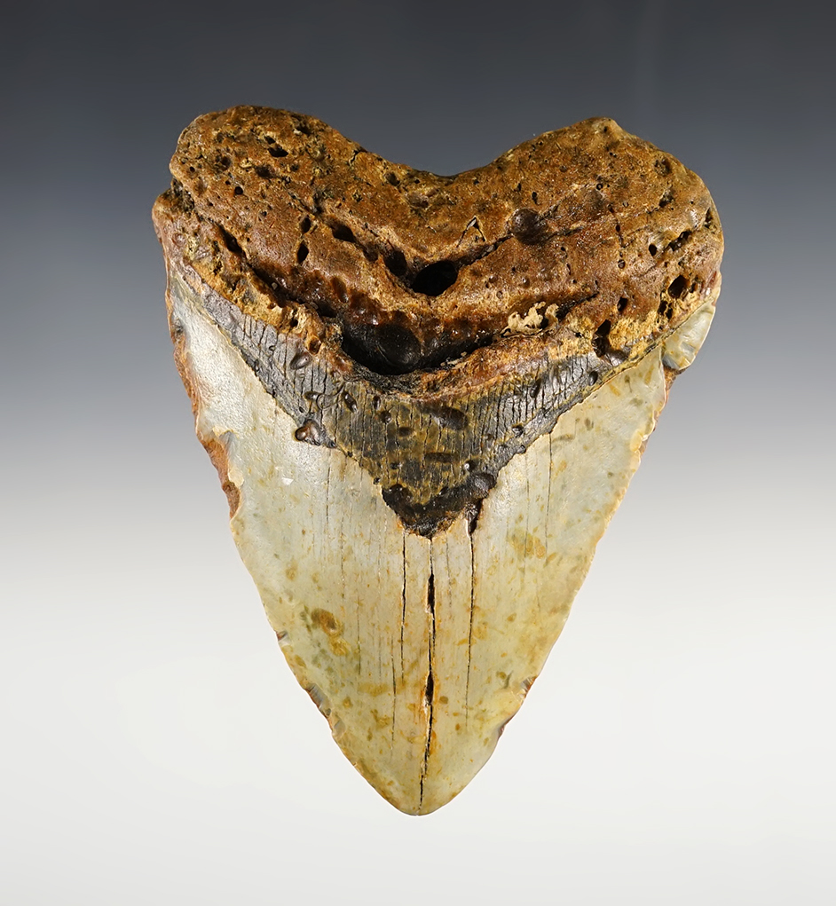 Large 5 1/16" Fossilized Megalodon Sharks Tooth. 
