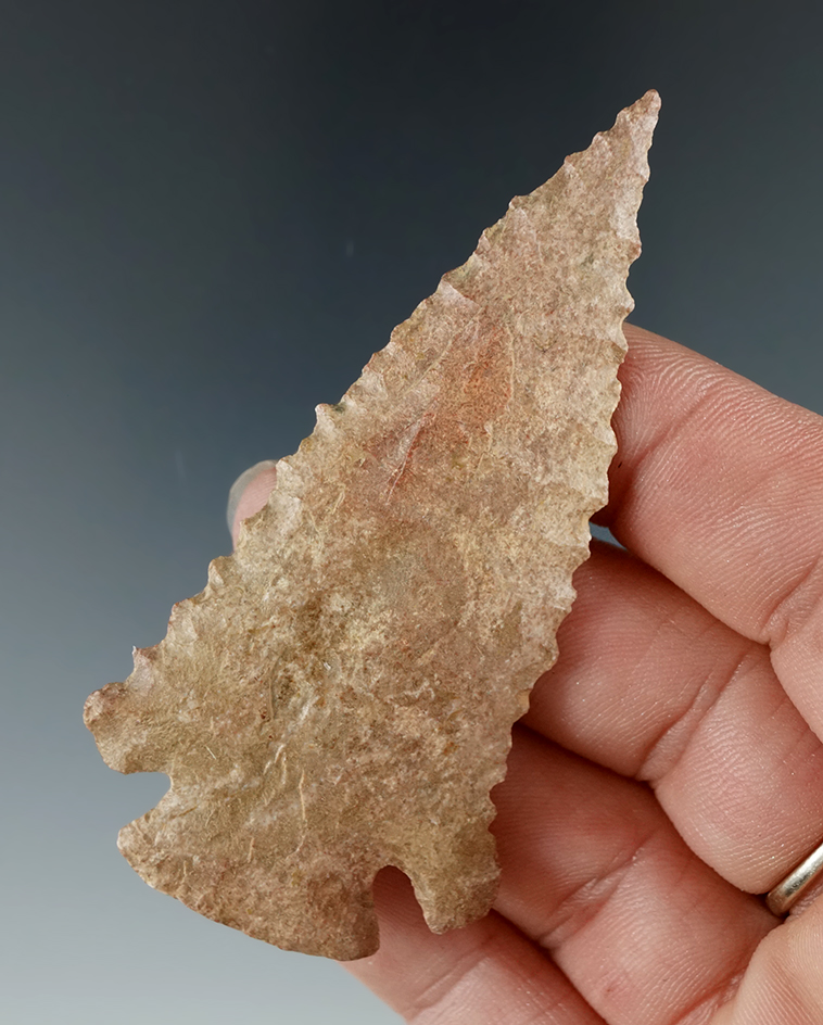 2 15/16" Pinetree that is thin and well made, found in Indiana. Ex. Todd Walterspaugh.