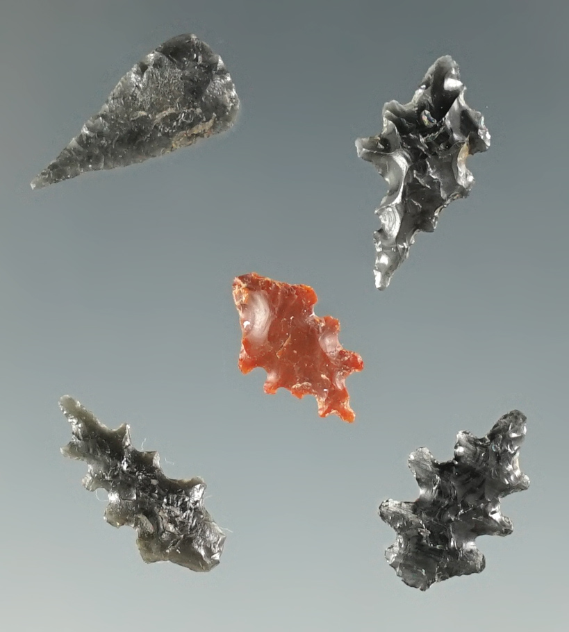 Set of 5 Calapooya Fern Leaf Points found at Fern Ridge, near Eugene, Oregon. Longest is 1/2".