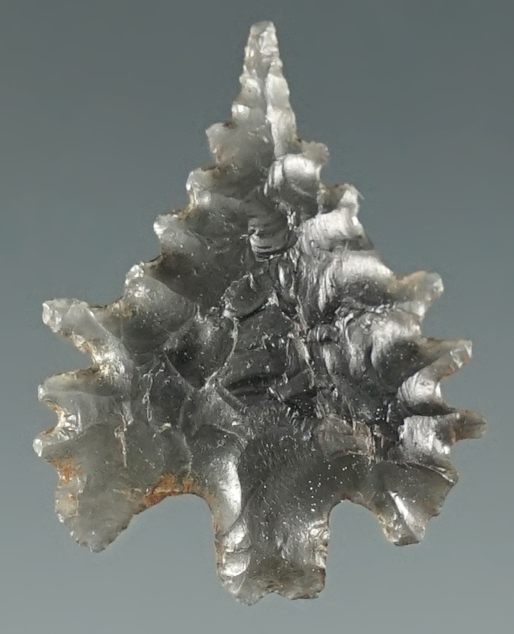 1" Calapooya with extreme serrations made from Obsidian. Found near Fern Ridge, Eugene, Oregon.