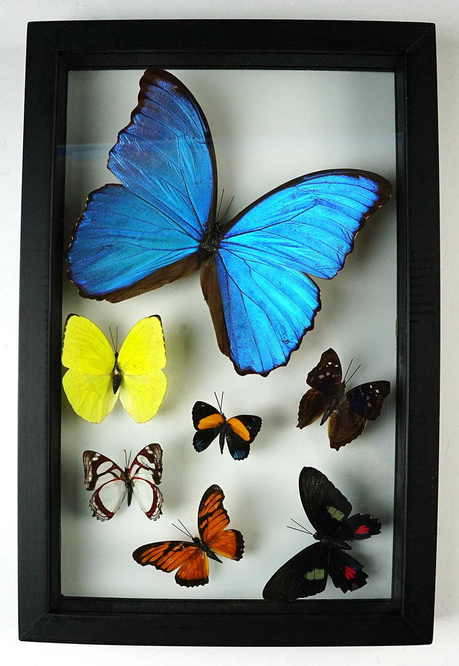 11 3/4" x 7 3/4" beautiful Butterfly Display. 