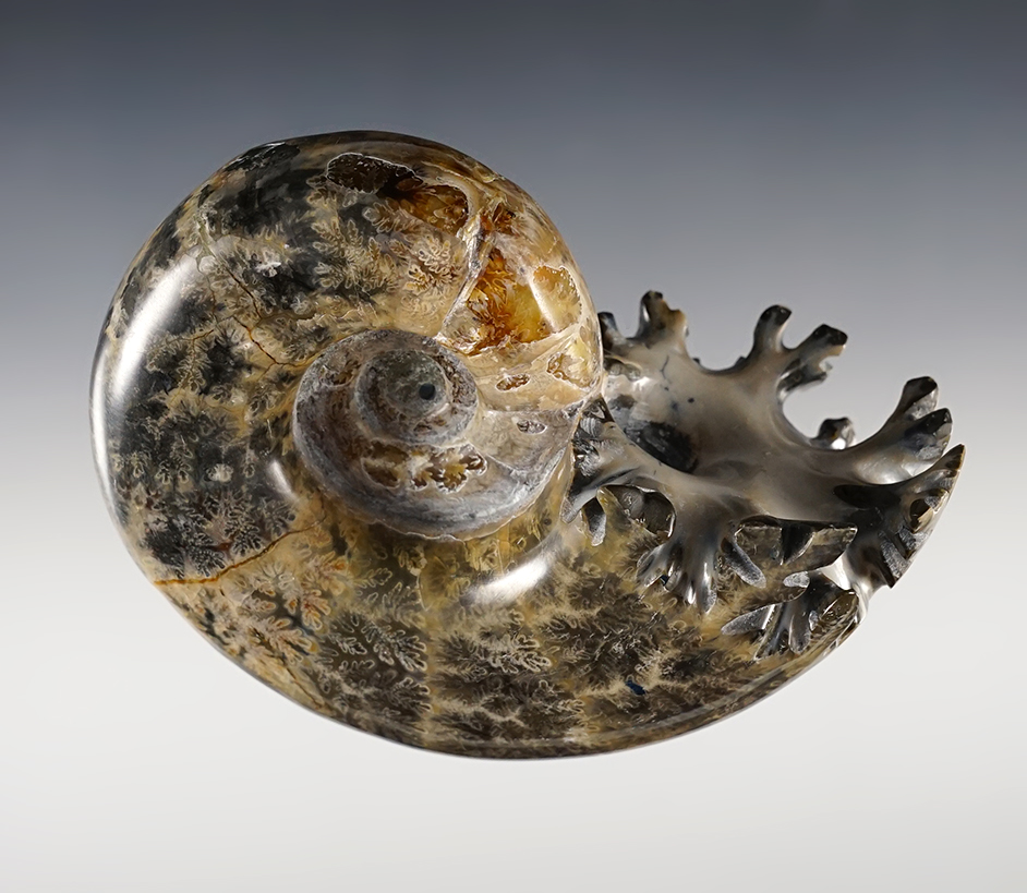 Beautiful 4" Ammonite Fossil Specimen. 